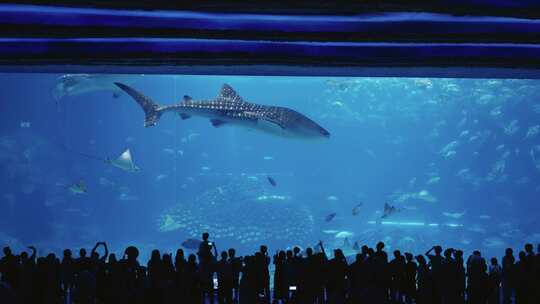 珠海长隆海洋王国素材合集  水族馆 鲸鲨馆