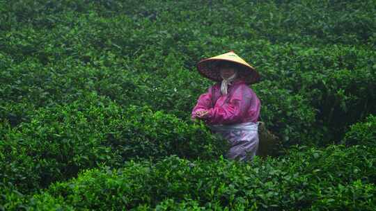 毛尖春茶白茶绿茶茶叶手工茶采摘