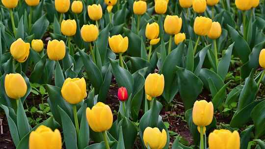 春天北京国家植物园盛开的郁金香花海