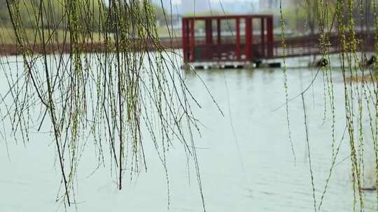 湖边随风飘扬的柳树视频素材模板下载