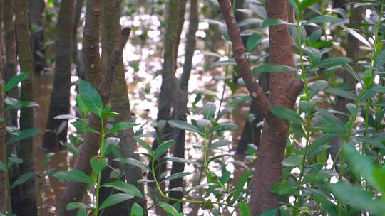 红树林树木树干绿叶近景水生植物