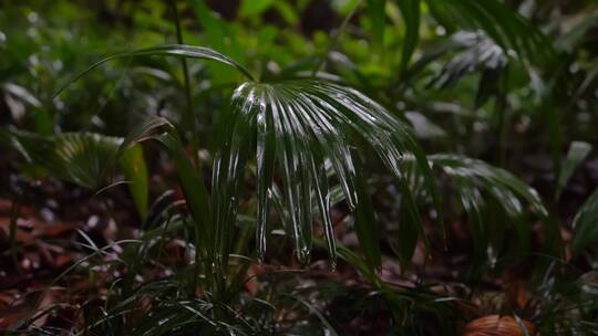4K唯美雨景-森林景观雨滴落在植物叶片空镜