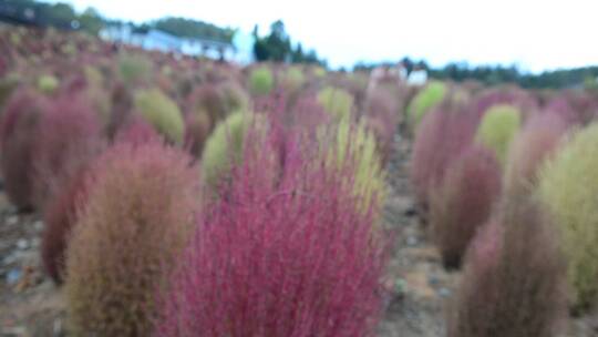 浪漫的乡村振兴植物植被地肤草