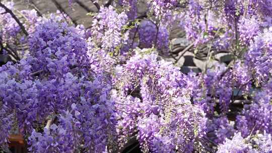 紫藤萝开花合集