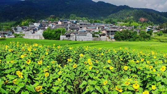 乡村的向日葵