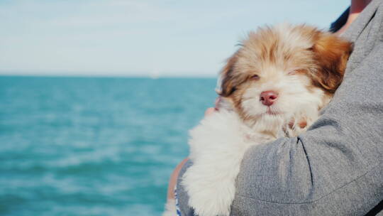 海边一个男人抱着一只小狗