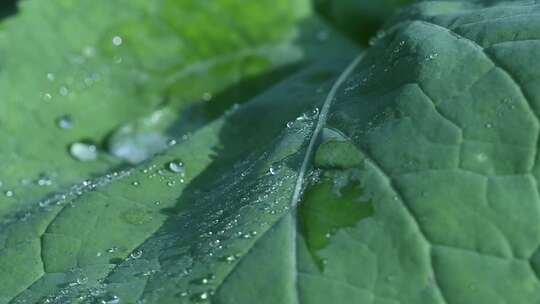 油菜花叶上的水珠