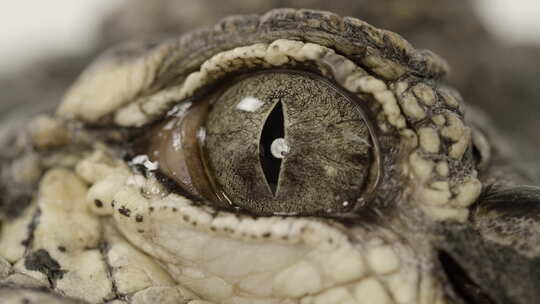 美洲鳄鱼眼球关闭水生爬行动物捕食者