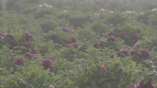 牡丹花种植LOG视频素材