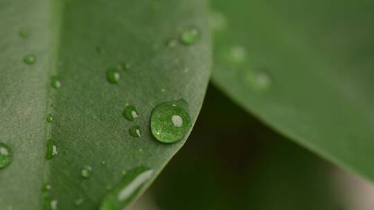 4K实拍雨天叶子上的水滴