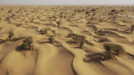新疆塔克拉玛干沙漠中的胡杨树
