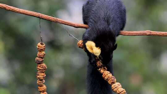 树枝上的巨松鼠、黑黄松鼠枝头活动
