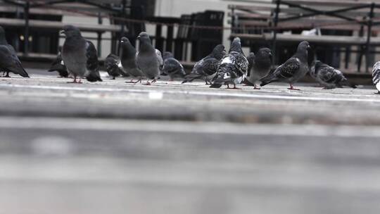 广场路面上的鸽子