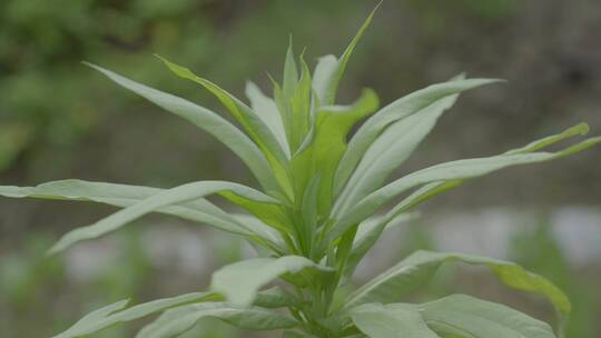 广东农村大山青菜麦菜种植