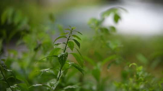 雨落在植物叶子上