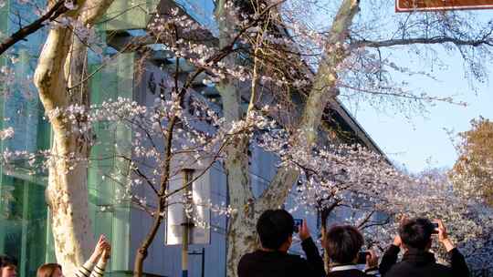 南京玄武区玄武湖景区古鸡鸣寺游客观赏樱花