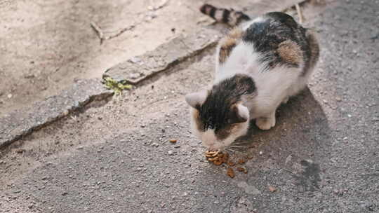 流浪猫在阳光明媚的人行道上吃食物