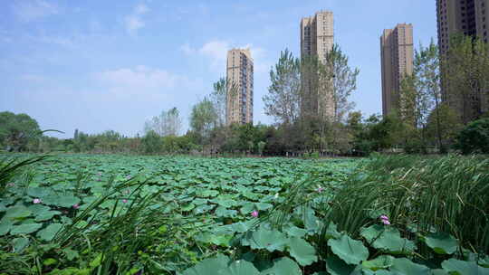 武汉江夏区汤逊湖壹号湿地公园