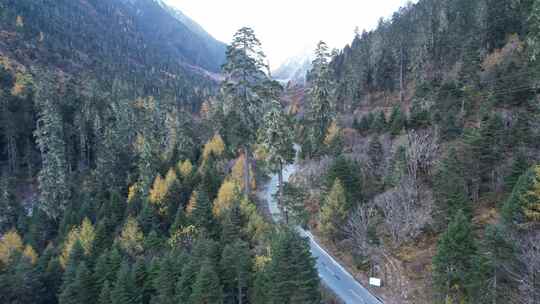 西藏林芝的墨脱道路 白天 航拍秋色  4k