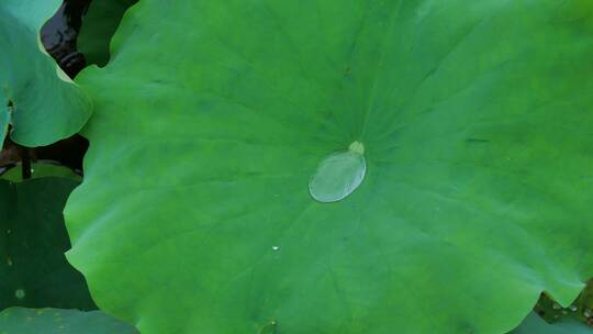 下雨荷叶上的水珠露珠露水