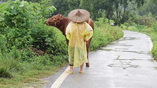 穿雨衣的人雨中牵牛在乡间小路