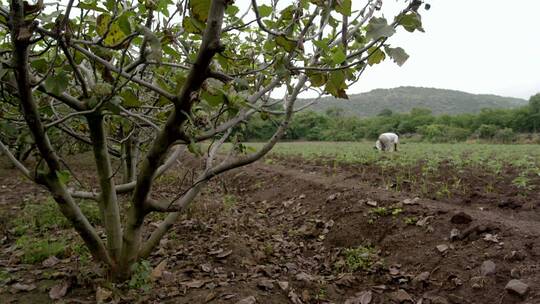 印度马哈拉施特拉邦田地种植耐旱作物视频素材模板下载