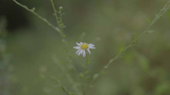 广东农村大山菊花