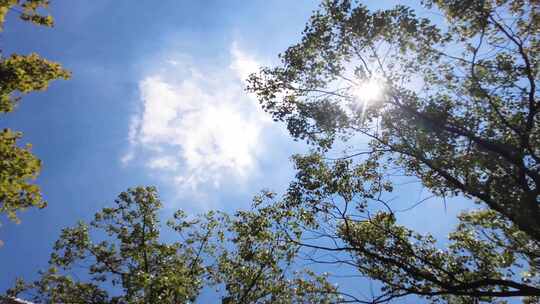 夏天阳光穿过树林树叶子大自然风景风光视频