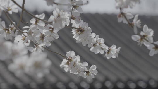 春天开花 梨花视频素材模板下载