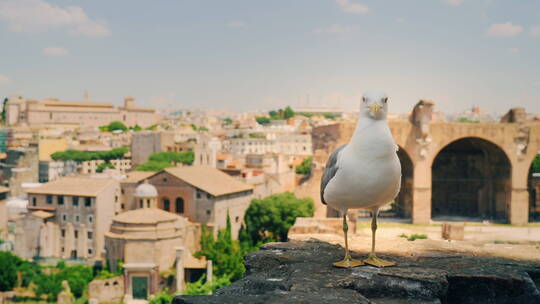 海鸥和罗马建筑遗址
