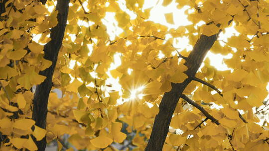 秋天 银杏 阳光透过树叶视频素材模板下载