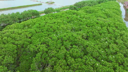 红树林湿地 海边红树林 候鸟 栖息地航拍