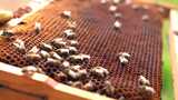 农业镜头养蜂人蜂巢采蜂蜜高清在线视频素材下载