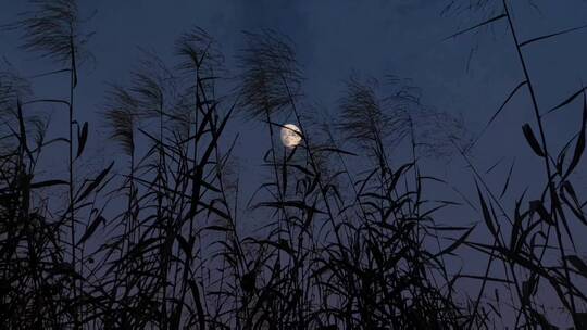 芦苇稻穗高粱丛中中秋佳节夜晚月亮升起