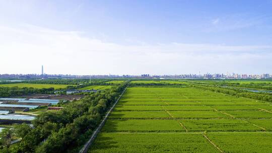 天津西青郊野公园水稻稻田航拍视频素材模板下载