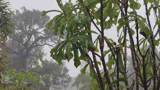 雨景