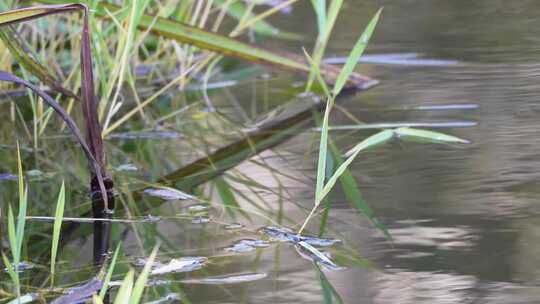 水草水下芦苇水塘池塘倒影波纹