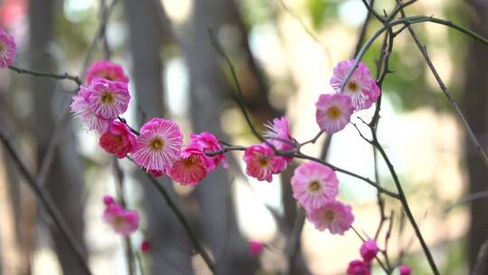 春季红色梅花景观