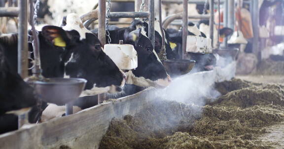 奶牛在农场谷仓吃干草