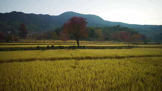 【8K航拍】安徽塔川秋色