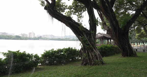 惠州西湖风景区绿化树木