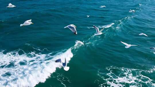 海面上飞翔的海鸥