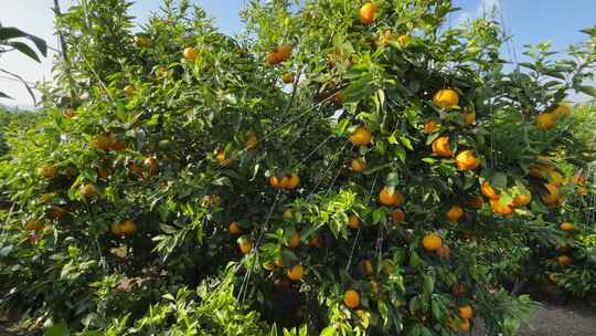 沃柑脐橙橘子树橙子果实果园视频素材模板下载