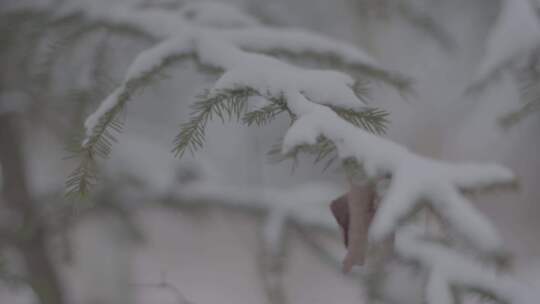 哈尔滨伊春汤旺河雪景空境4K实拍视频