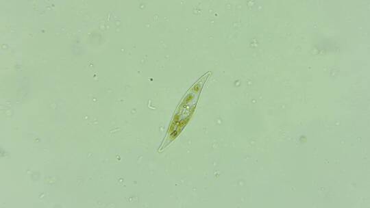 微生物硅藻 2