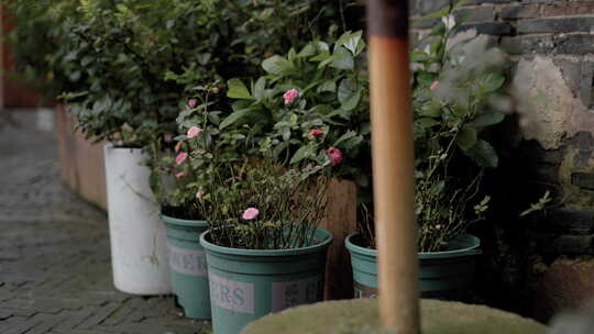 地上的花盆 花盆 宣传片空镜 vlog视频素材模板下载
