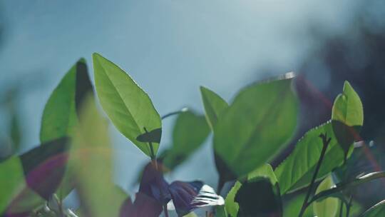 嫩绿茶叶 碧绿 茶山 嫩芽 生力阳光 绿茶