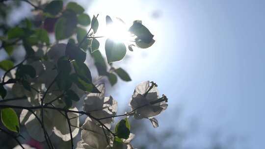 4K唯美逆光植物空镜意境光芒实拍视频