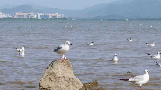 海边海鸥