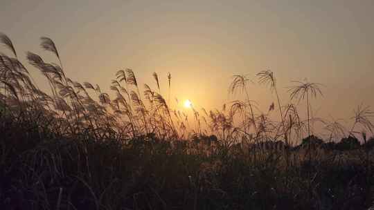 8K-夕阳下摇曳的芦苇草